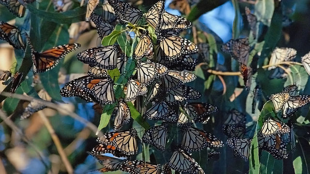 Monarch Butterflies - Migration to Pismo Beach