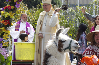 Cardinal Roger Mahony finishes blessing a llama at the 2010 Blessing of the Animals.