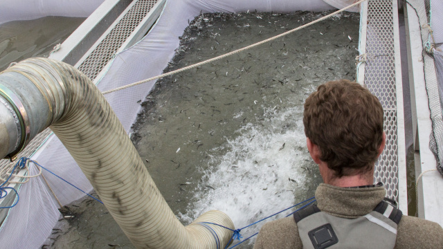 Salmon California Report