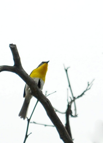 Yellow-breasted Chat