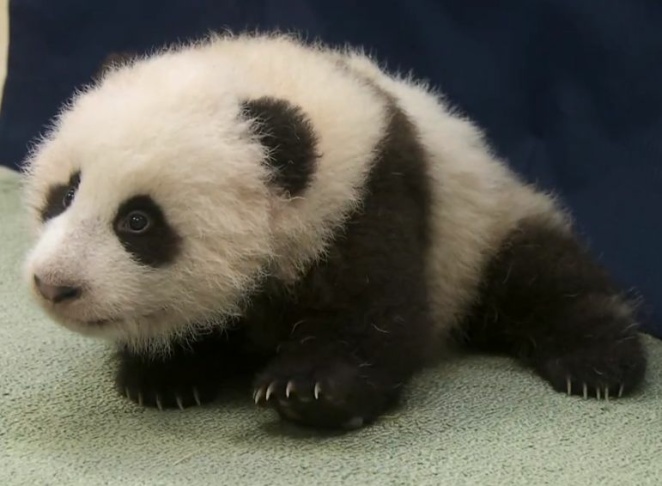 baby panda video san diego zoo