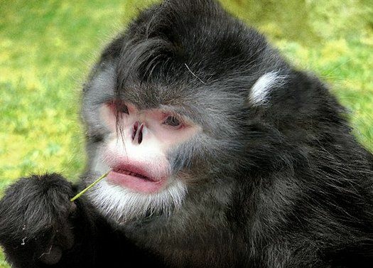 Sneezing monkey