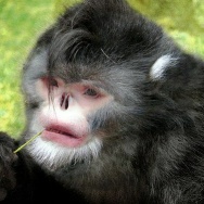 Sneezing monkey