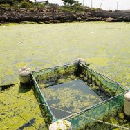 Green algae moves towards a beach in Qin
