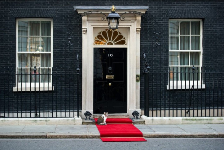 Larry the Downing Street cat sits on the