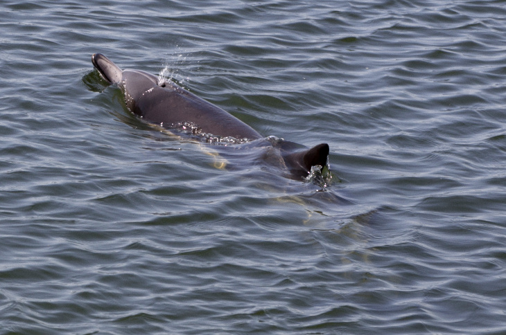 Dolphin in Wetlands