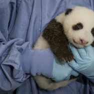 Panda Cub’s Eyes Begin to Open During Fourth Exam at San Diego Zoo