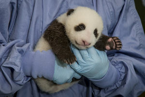 Panda Cub’s Eyes Begin to Open During Fourth Exam at San Diego Zoo