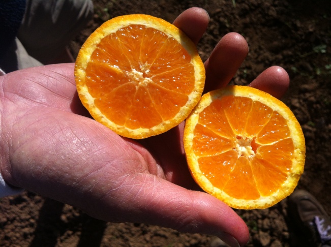 Oranges.BobDautch.jpg