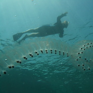 Salp