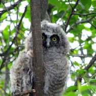 long-eared owl chick