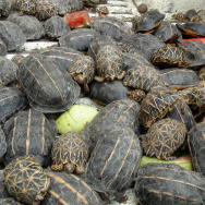 Tortoises are pictured at the Shahjalal
