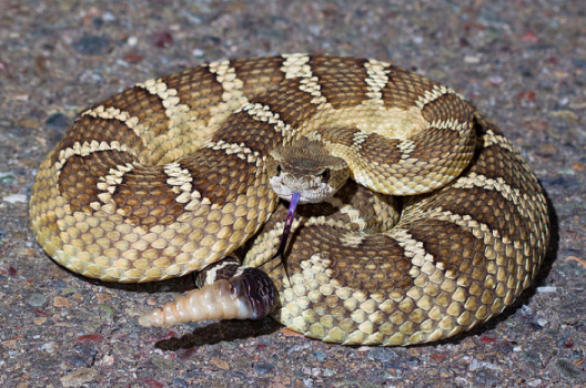 northern pacific rattlesnake