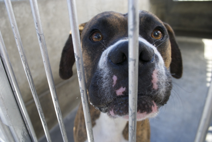 Pasadena pit bull