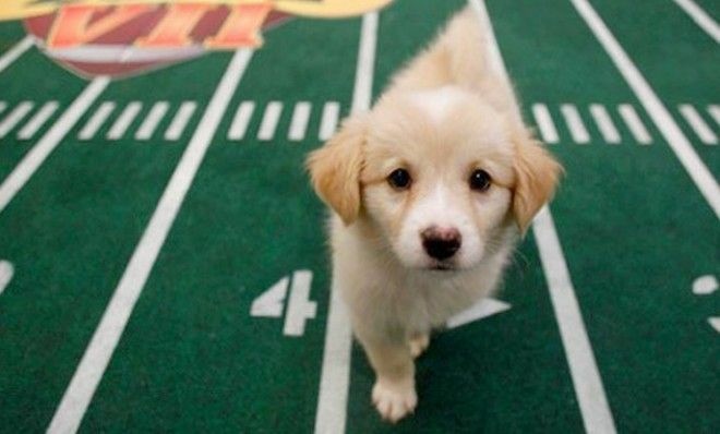 puppy bowl