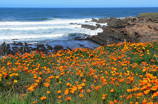 Montana de Oro State Park Bluff Trail.