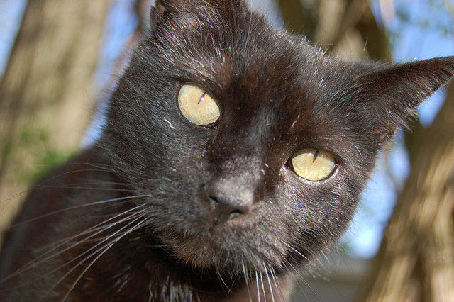 Black Cat