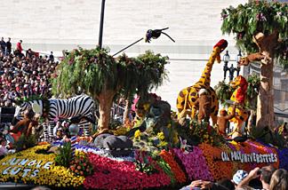 Cal Poly Universities float, "Jungle Cuts" as it rolls down Colorado Boulevard. For the second straight year, Cal Poly won the Viewers' Choice Award for this year's Tournament of Roses Parade.