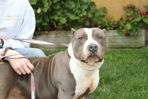pit bull
