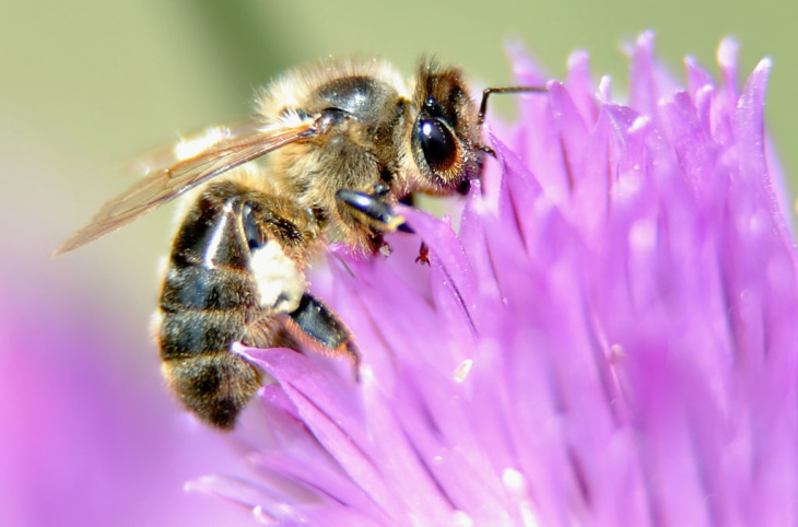 Picture of a bee taken in Godewaersvelde