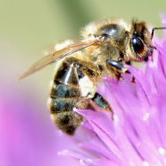 Picture of a bee taken in Godewaersvelde
