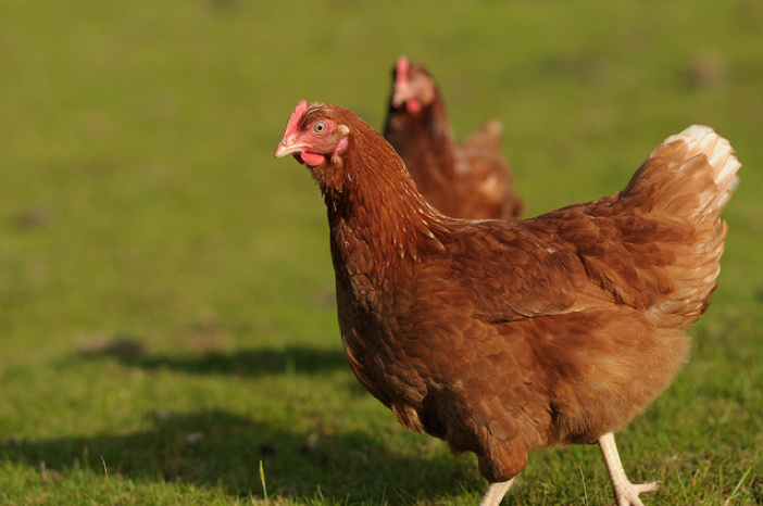 hens