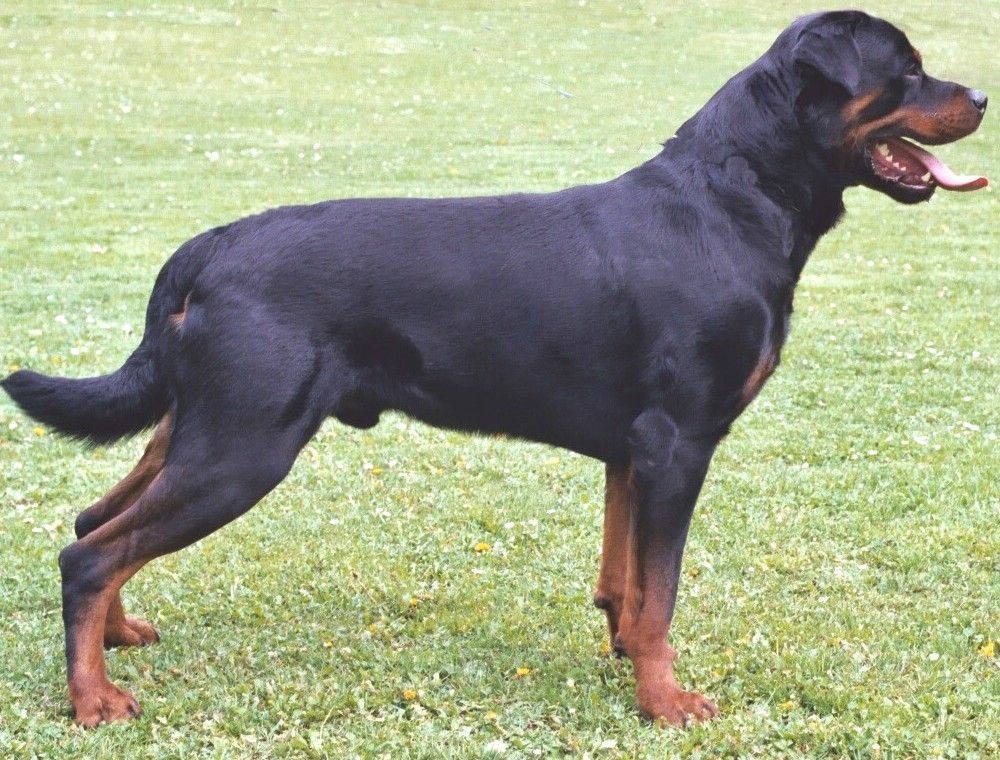 A Rottweiler like this one was beaten to death by a man in Rancho Cucamonga on April 4.