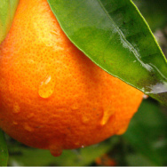 orange tree grove