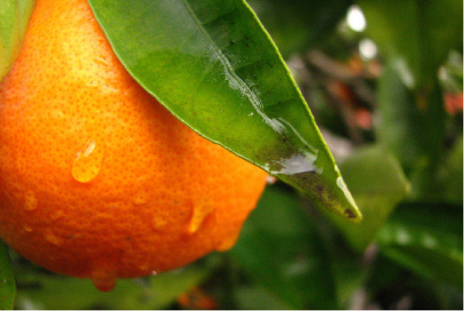 orange tree grove