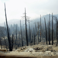 Wildfires Arson Murder
