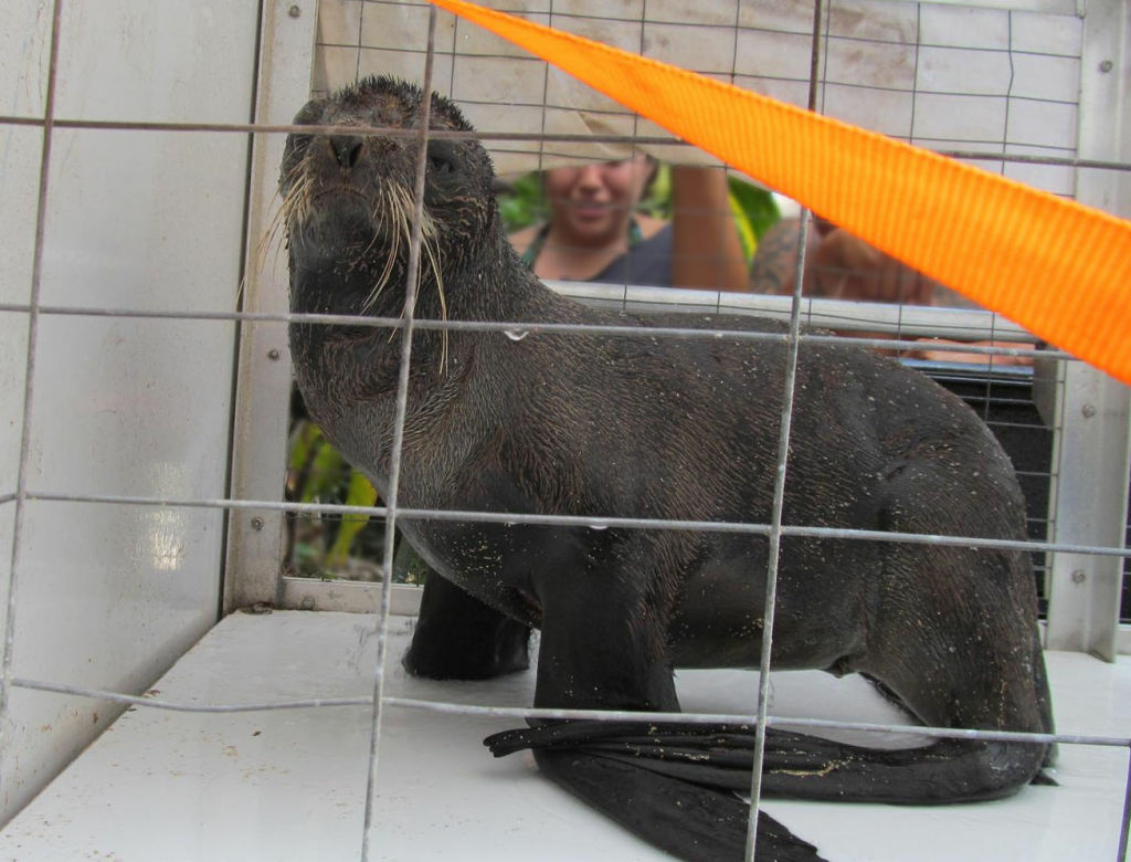 A northern fur seal is seen in a cage in Haleiwa, Hawaii. Northern fur seals live in waters around the Aleutian Islands and California, but NOAA officials found an emaciated, underweight and weak member of the species thousands of miles away on Oahu's North Shore.