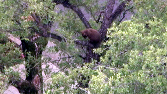 A bear cub looks down at its mother and sibling after climbing an Altadena tree.