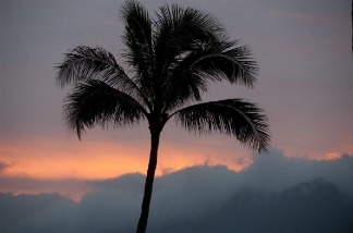 A palm tree is seen during sunset as US President Barack Obama plays golf at the Mid Pacific Country Club in Kailua, Hawaii, December 28, 2010. Obama is the first Hawaiian-born U.S. President.