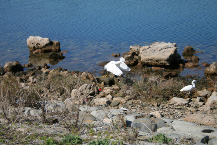 Ballona