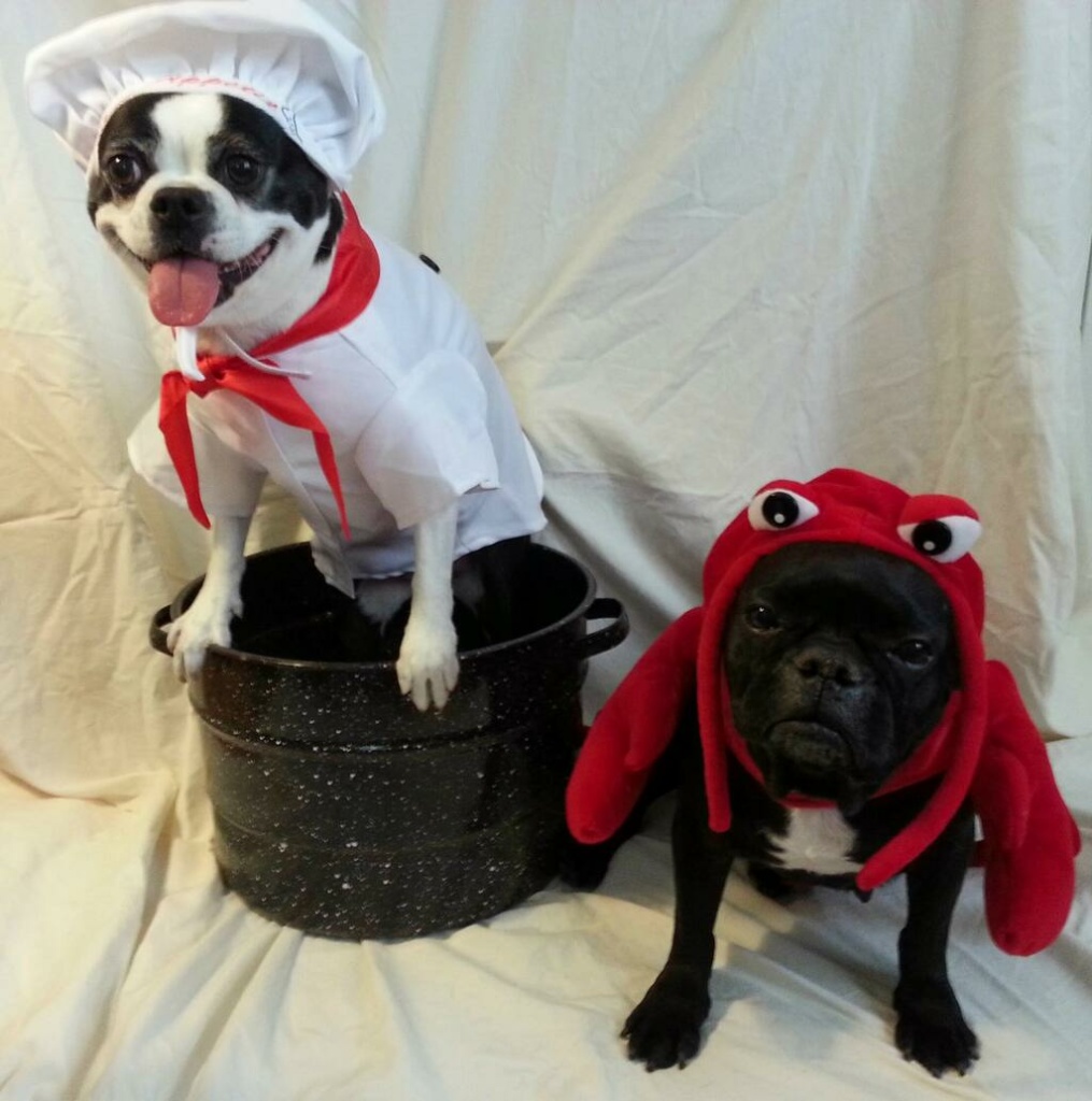Lucy (left) was the No. 3 most popular name for a female puppy born in 2013; Stella (right) was No. 20.