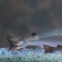 APphoto_fast growing salmon