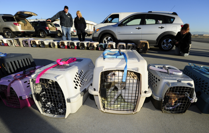 Some of the 58 homeless Chihuahuas and s