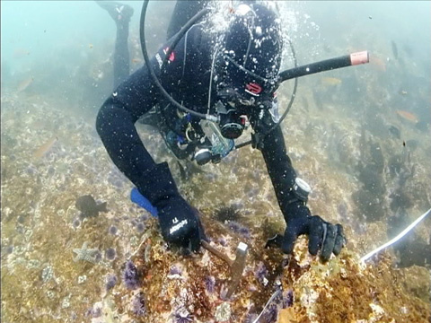 Saving The Kelp Forests