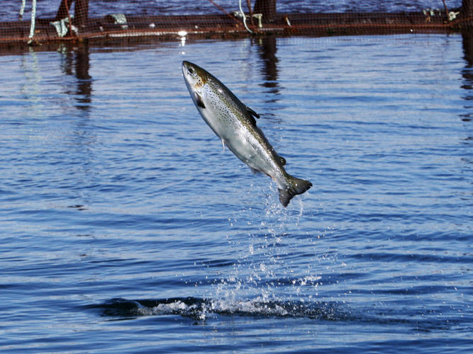 An Atlantic salmon leaps while swimming inside a farm pen near Eastport, Maine. Studies show farm-raised fish, like people, benefit from exercise.
