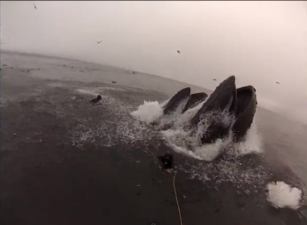 humpback whales central coast diver video