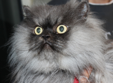 Colonel Meow