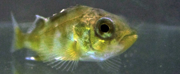 rockfish