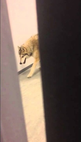 Epic #SochiFail: Wolf in my hall