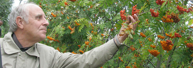 Leonid Burmistrov, a researcher at the Vavilov Institute of Plant Industry, stands amid orange "sorbus" or "mountain ash." This fruit and others could be destroyed if the Russian government sells the land in the village of Pavlovsk.