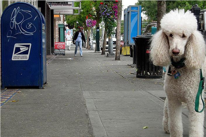 USPS DOG ATTACKS