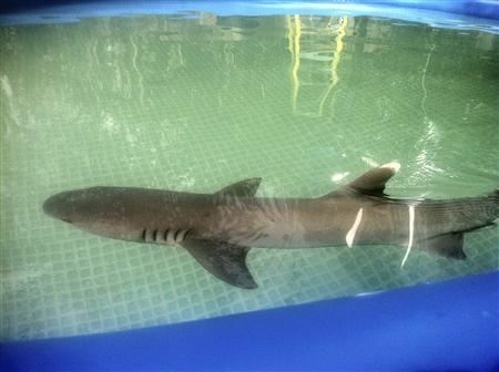 shark kmart