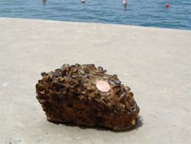 The Metropolitan Water District of Southern California was forced to make an unplanned shutdown of the Colorado River Aqueduct for 10 days to remove quagga mussels the size of thumbnails from areas near pumps and pipes.