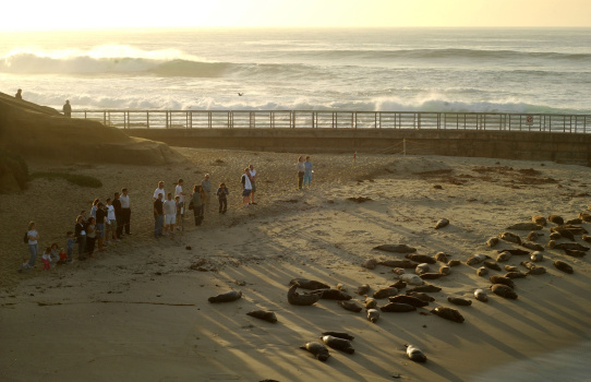 Seals Occupy La Jolla's Children's Pool Beach