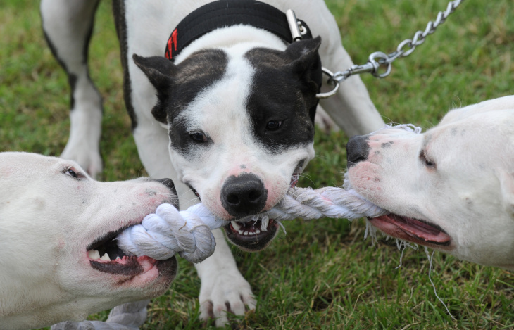Pitbull dogs play with a rope during the
