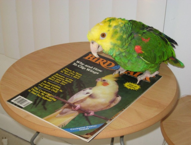 bird talk magazine